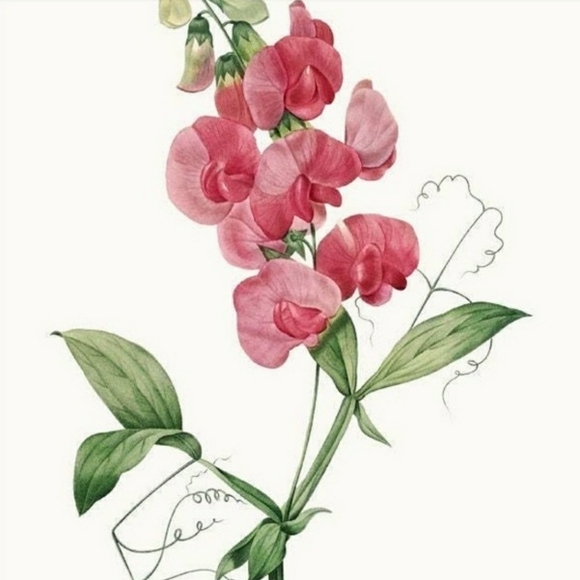 **SOLd*thankyou🌷Dansko Tiffani▪︎MaryJane Clog Sandal▪︎Coral Red Burnished▪︎EU39 - Picture 11 of 16